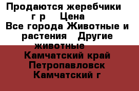 Продаются жеребчики 14,15 16 г.р  › Цена ­ 177 000 - Все города Животные и растения » Другие животные   . Камчатский край,Петропавловск-Камчатский г.